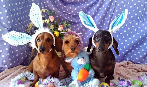 「狗」多勢眾，拍起照來氣勢果然不同。取自網路