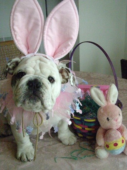 可愛吧！粉紅復活狗一點兒也不輸粉紅兔。取自網路