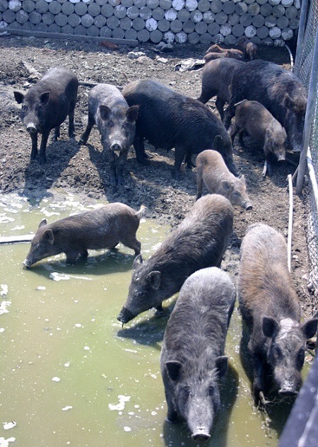 台灣有大大小小7800多個養豬場，飼養環境落差很大。 蕭士塔/攝