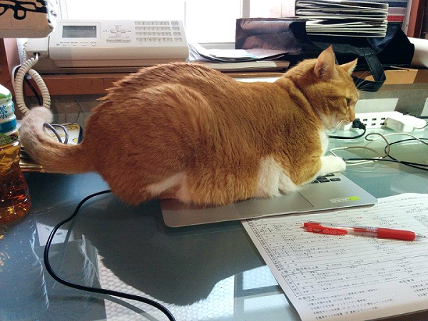 自在的坐臥於分租者電腦上的1歲中途母貓Chaco。 取自Q-studio