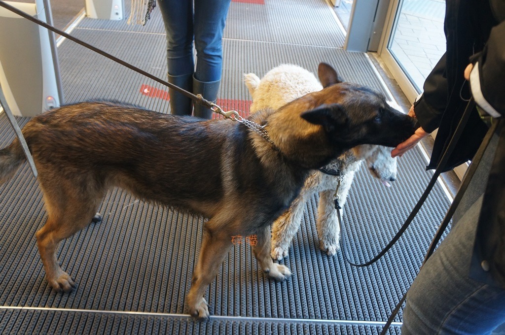 輔助犬需在公共場所保持冷靜。為此，適應不同的地面材質，為重要課題。碎嘴/攝