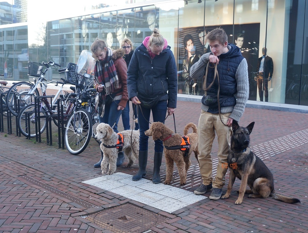 荷蘭「英雄協會」受訓中的輔助犬和警犬，學習在路口耐心等候。碎嘴/攝