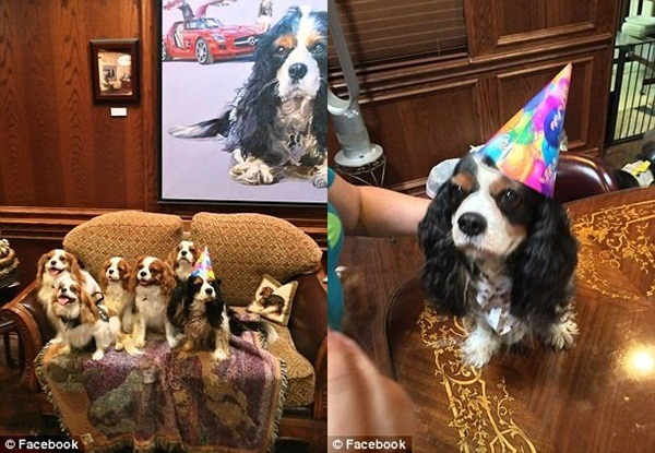 除了3隻愛犬，斯特金也持續收容更多的查理士王小獵犬。   取自網路