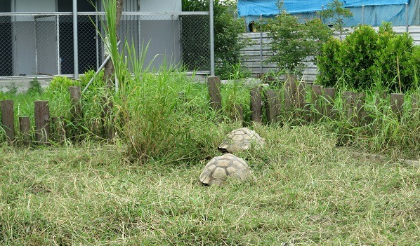 福護生園區收容40隻民眾棄養的蘇卡達象龜，特設戶外場，讓牠們有足夠活動的空間。  蕭士塔/攝