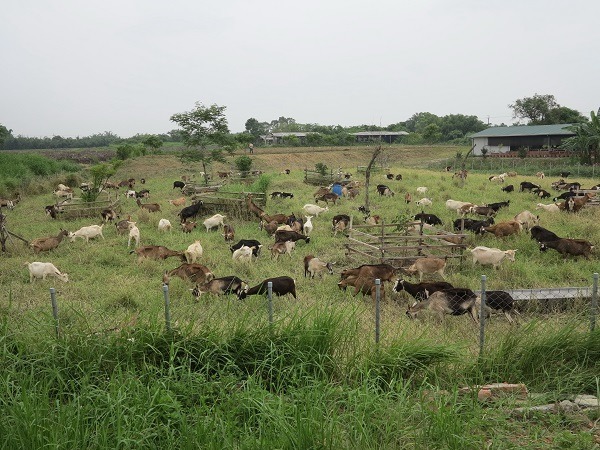 福智護生園區收容的羊羣，大都是從肉羊拍賣場搶救出來的淘汰乳羊。 蕭士塔/攝