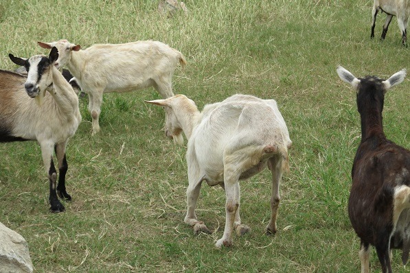 高齡羊氣虛體弱，連起身都有困難。 蕭士塔/攝