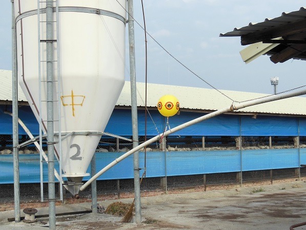 動保處在養禽場懸掛有猛禽圖案的趕鳥球隨風飄搖，用來驚嚇野鳥勿進入禽場內。蕭士塔/攝