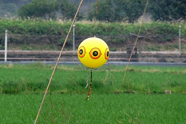 趕鳥球懸掛在稻田旁，防患水雉等野鳥食用含農藥的稻穀而中毒。蕭士塔/攝
