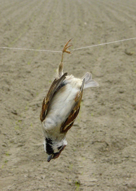 因食用有毒種子而死亡的野鳥，農民還用來懸屍驚嚇鳥群。蕭士塔/攝