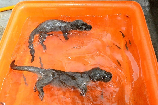 水獺弟弟在學游泳和捕魚的進度表現，又領先了哥哥一些。  台北市立動物園/提供
