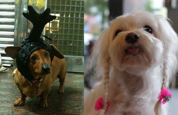 上傳寵物搞怪、搞笑照片，也是歡度萬聖節的方式，而且獎品還不錯。    1111人力銀行/提供