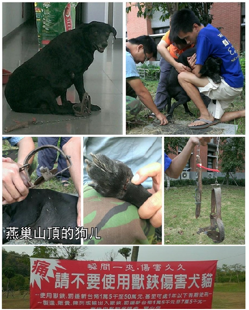 高師大燕巢校區因長期無法解決浪犬問題，曾採取強力捕抓，造成在半年內就出現4起捕獸鋏傷犬事件。 燕巢山頂的狗ㄦ-高師大流浪動物志工隊/提供