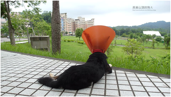 曾被領養的阿狼，帶傷逃回校園，終於被收編為校犬，可以留在牠熟悉的校園內生活。 燕巢山頂的狗ㄦ-高師大流浪動物志工隊/提供