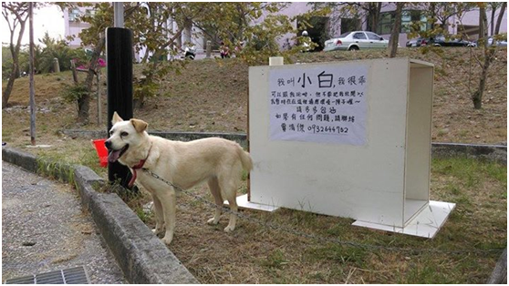 米白色的新狗屋是利用學校廢棄的書櫃，由工教系四年級學長姐合作建成的唷，小白也知道新居落成是大哥哥姐姐們的愛心，笑得開懷！　燕巢山頂的狗ㄦ-高師大流浪動物志工隊/提供