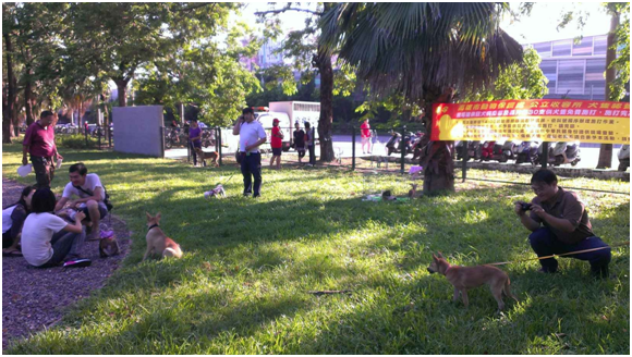 高雄市動保處特地在寵物公園舉辦認養活動，提供人狗充足的互動機會，希望反轉大家的思維，從「心」尋找有緣的動物！　高雄動保處/提供