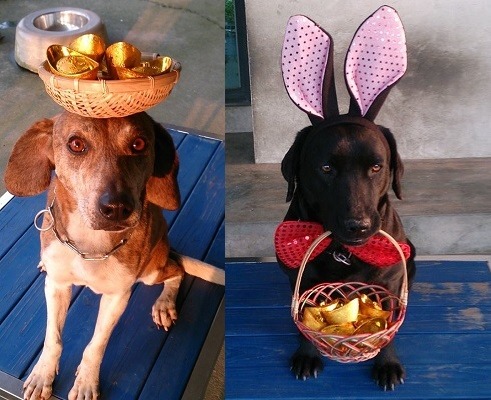 搜救犬耍寶有什麼難的？頭頂重物、口啣提籃，沒在怕的。周聰吉/提供