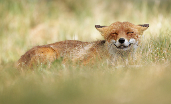 獲得首獎的奧地利攝影師Julian Rad，有很多和得獎作品風格類似的野生動物照片。 取自500px.com/julian_rad