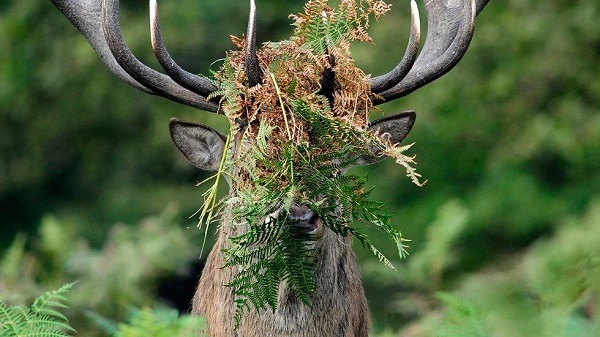 第二名作品「Anyone asks, you haven't seen me!」。 取自comedywildlifephoto.com