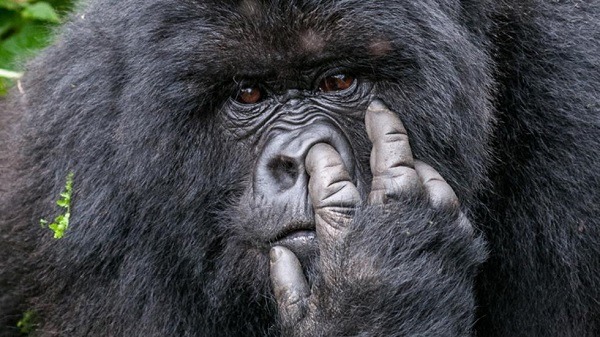 第三名作品「What you looking at? I've almost got it...」。取自comedywildlifephoto.com