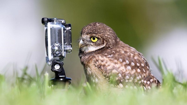 搞笑野生動物攝影獎入圍作品。取自網路