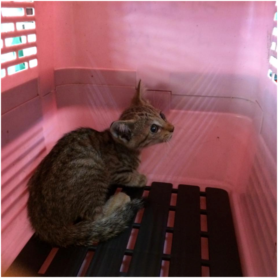 誤闖快速道路隔音牆內的幼貓，獲救後由愛媽中途安置，待情緒穩定開放認養。陳巧鈴/提供