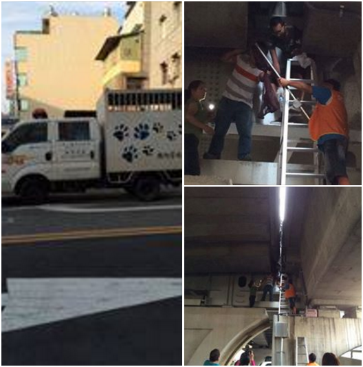 幾番折騰，又出動吊車，拆除快速道路的鐵皮圍板之後，終於順利將小貓咪救下。陳艾瑪/提供