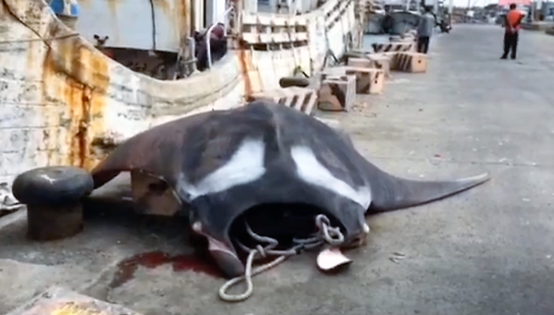 經丈量，這尾鬼蝠魟體寬470公分、長213公分，體重約600多公斤。擷自新聞畫面