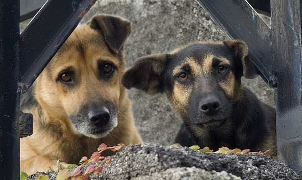 經過絕育的流浪狗，既可避免發情期和哺育期的攻擊性，性格也會變得溫和。 取自網路