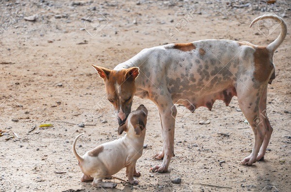 母犬護幼犬，自然會有強烈的攻擊性，家犬如此，何況是和人疏離的流浪犬。 取自網路