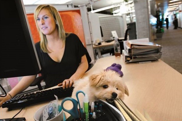 看來狗在Google辦公室可以玩得很盡興！   取自網路