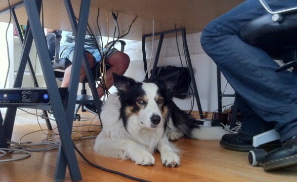 趴在電腦桌下的這隻狗，顯然少了玩伴，不太開心喔！　 取自網路