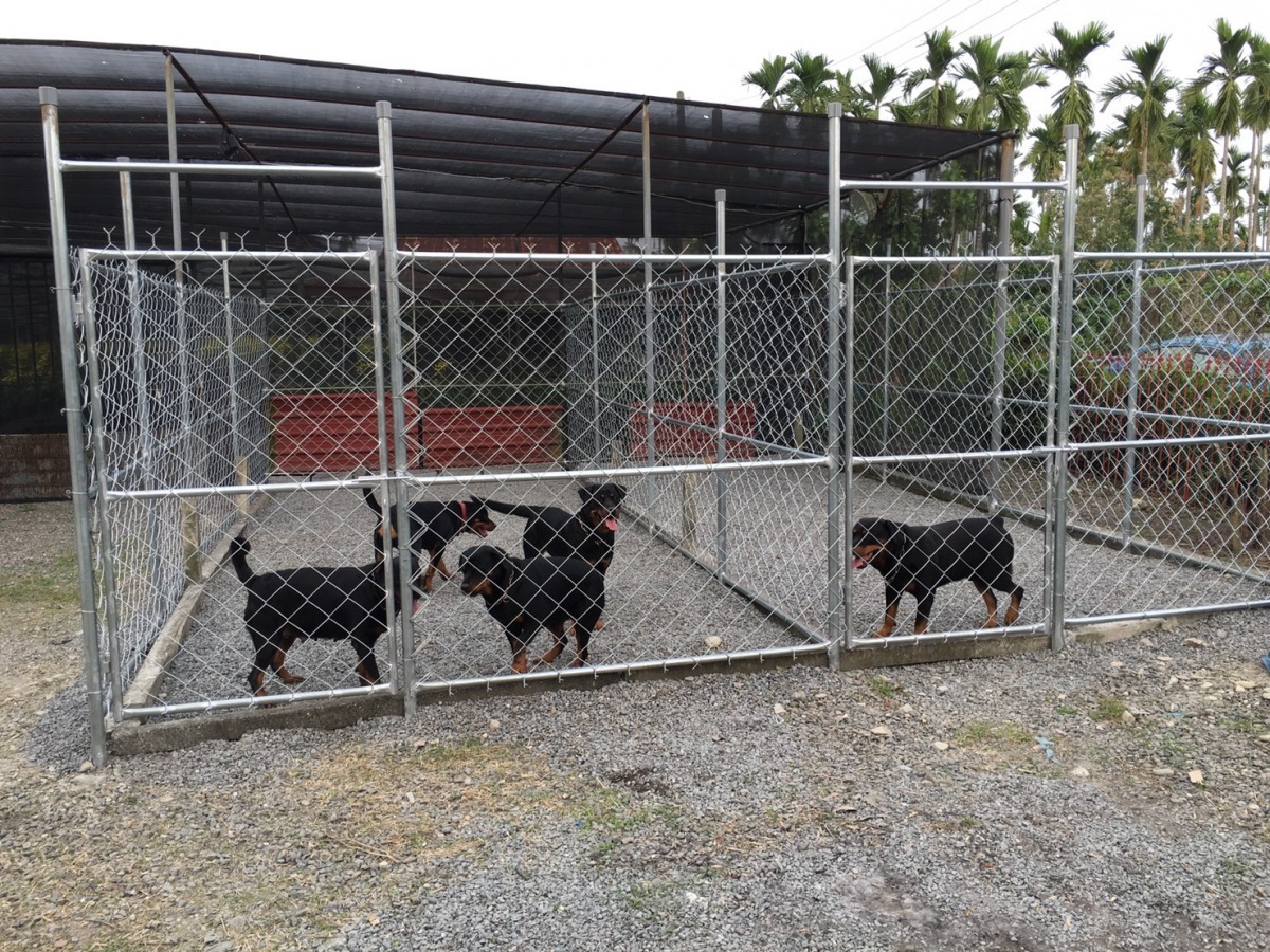 運動時間到了！圖為「羅特威爾」犬舍。  羅特維爾/提供