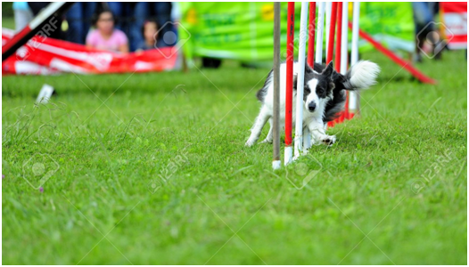 狗狗沒有飲酒、抽菸等問題，易於衡量出個體間智力的差異。 取自網路