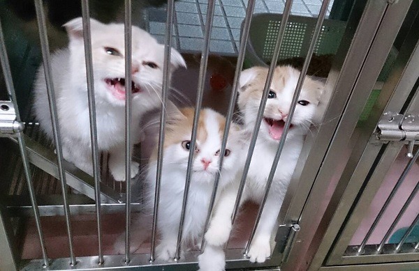 店內小貓能不能獲得妥善照顧，應是愛護動人士此刻最關心的事。  台北市動保處/提供