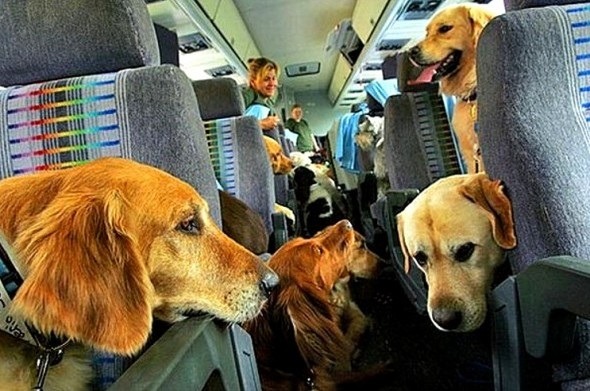 Pet Airways寵物航空令人憧憬的影像，可惜這家公司於2009年成立，2013年就關門了。  取自網路