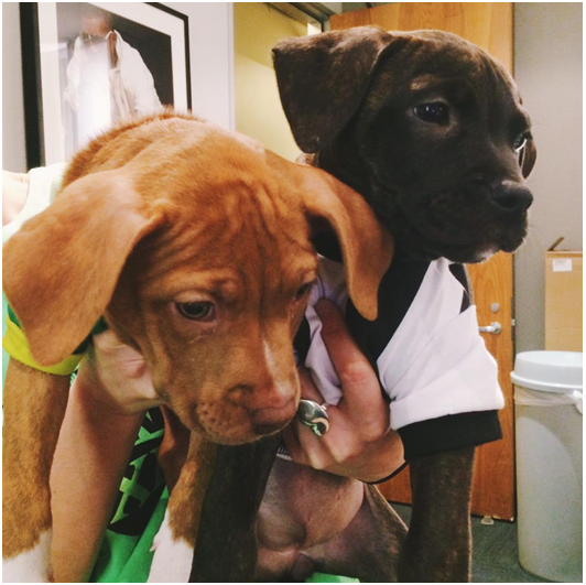 穿著超級杯球衣的小狗狗,是不是看來特別可愛! 取自網路