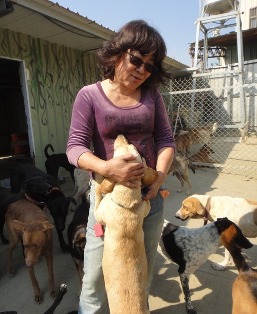 退休教師張帆把20多年的時光，奉獻給流浪犬貓。  江幸芸/攝