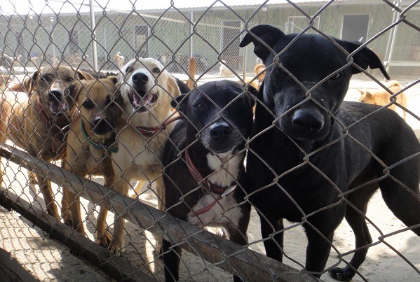 對流浪犬貓的不捨和憐憫，支持張帆走到現在。  江幸芸/攝