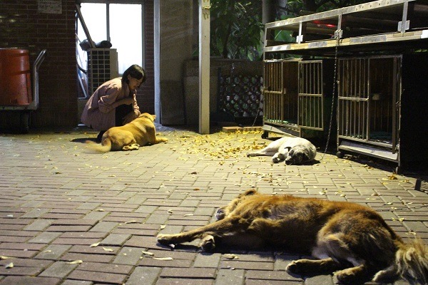 中山大學的校犬,夜晚有自己的小窩。別看牠們看到人就露出肚肚,要是有陌生狗或者獼猴出現,牠們可是會發脾氣的!(台灣動物新聞網資料照、李娉婷/攝)