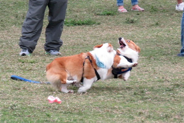 帶愛犬到人氣夯的公園，藉著嬉戲追逐也能達到運動目的。蕭士塔/攝