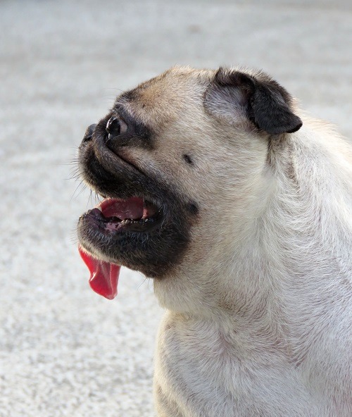 短鼻的八哥犬，如果養得太胖，光是走路就氣喘如牛，非常不合適參加路跑賽。 蕭士塔/攝
