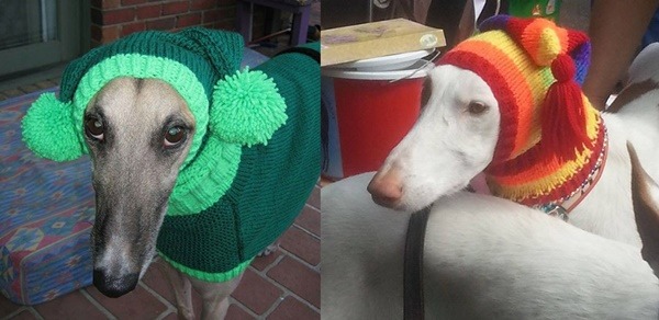 絨球、鮮麗的色彩搭配，是不是讓格雷伊獵犬的可愛度暴增? 取自網路