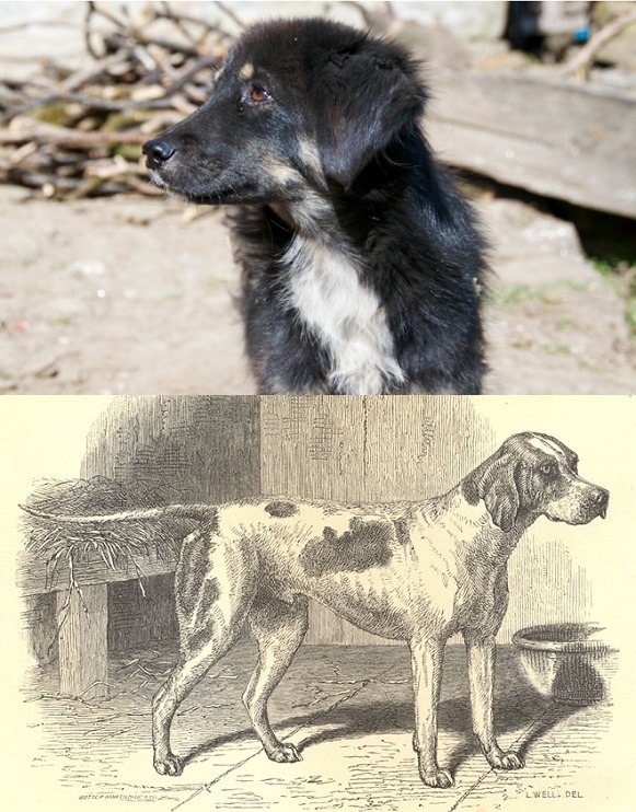 上圖為在尼泊爾常見的犬種，下圖為維多利亞時代有關犬隻品種的繪圖。 取自網路