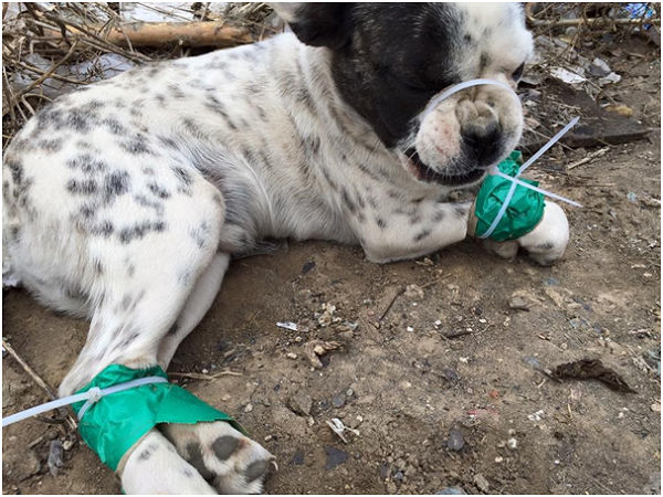 這是秦從屠宰場救出來的狗。取自thedodo.com