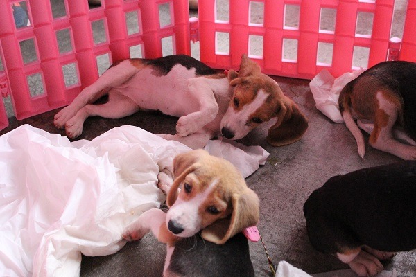 台灣動保法雖明訂不得宰殺貓狗，卻對食用貓狗的行為沒有規範，也成為狗肉店禁絕不了的原因。 此為示意圖(何宜/攝)