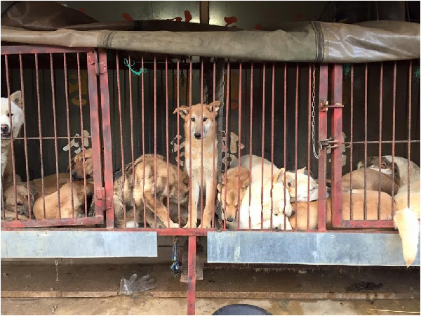 秦最近去南韓拍了狗肉市場的照片。取自thedodo.com