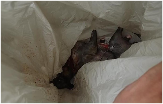 張小姐對於為了破獲殺狗販子，而犧牲的小黑狗，感到十萬分抱歉與悲傷。張小姐/提供