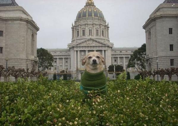 一日狗市長菲達由主人抱著，巡禮了舊金山市政廳，並留下了和市政大廈合影的紀念照。   取自網路