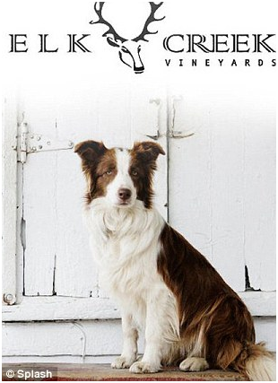 狗市長還有為當地製酒業代言、促銷的義務。  取自網路