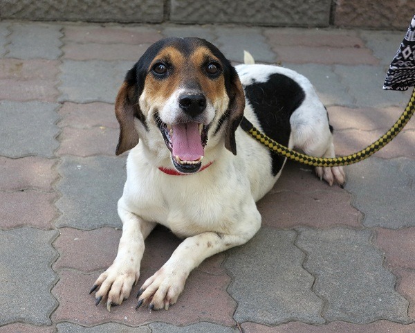 小米是隻米格魯混種犬，個性溫馴，將出任德蘭益智中心的第2位「狗醫生」。 蕭士塔/攝